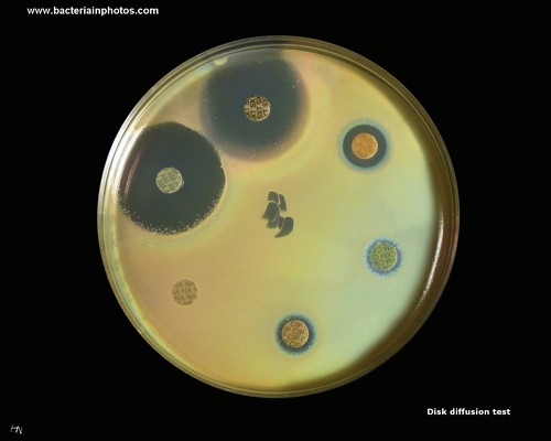 antiiotic disks diffusion test